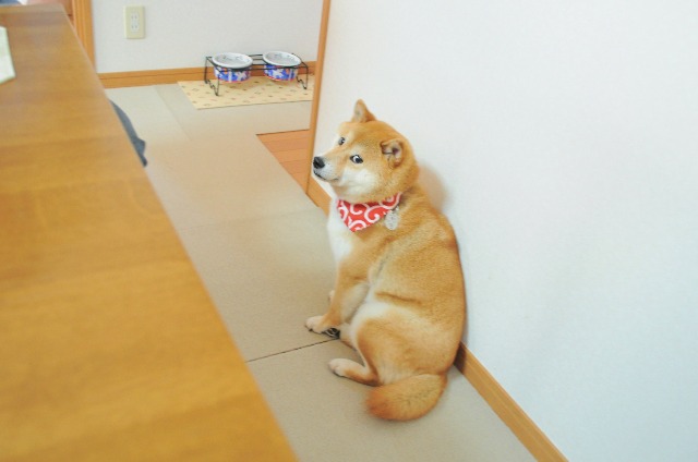 レッドカード_a0126590_12291591.jpg