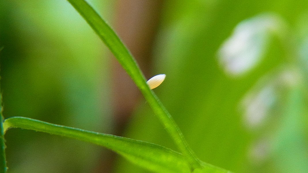 a0152692_17392553.jpg