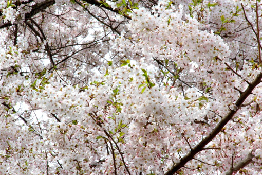 アトリエの桜満開4月30日_e0054299_1171484.jpg