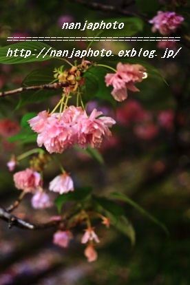 e0268999_11175894.jpg