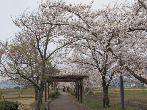 桜を求めて、春風を感じ、置賜自転車道をサイクリング！・・・２２_c0075701_0293051.jpg