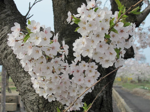 桜を求めて、春風を感じ、置賜自転車道をサイクリング！・・・１９_c0075701_052581.jpg