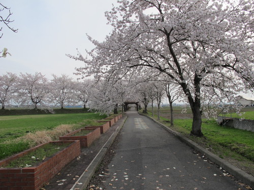 桜を求めて、春風を感じ、置賜自転車道をサイクリング！・・・２９★★★_c0075701_215548100.jpg