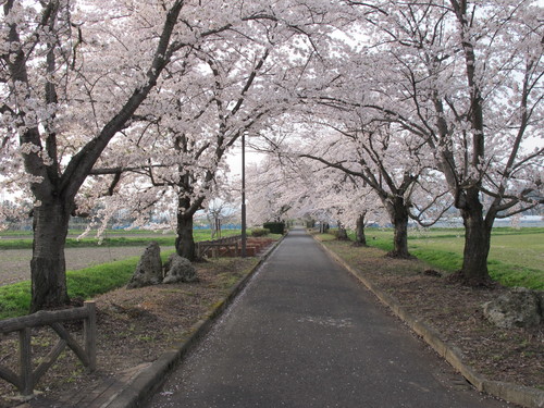 桜を求めて、春風を感じ、置賜自転車道をサイクリング！・・・３７_c0075701_22572854.jpg