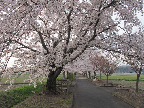 桜を求めて、春風を感じ、置賜自転車道をサイクリング！・・・３７_c0075701_22573095.jpg