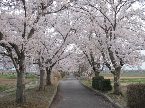 桜を求めて、春風を感じ、置賜自転車道をサイクリング！・・・４４_c0075701_23573964.jpg