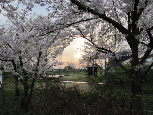 桜を求めて、春風を感じ、置賜自転車道をサイクリング！・・・４４_c0075701_23574124.jpg