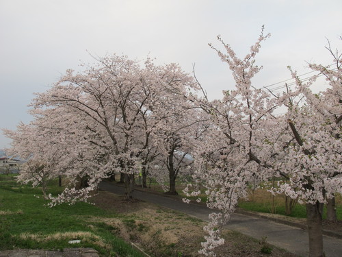 桜を求めて、春風を感じ、置賜自転車道をサイクリング！・・・４４_c0075701_23574281.jpg