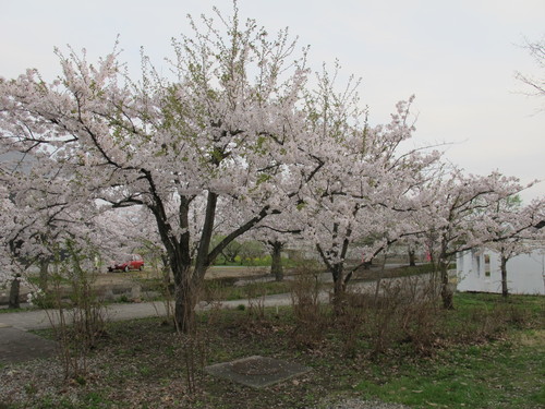 桜を求めて、春風を感じ、置賜自転車道をサイクリング！・・・４４_c0075701_23574441.jpg