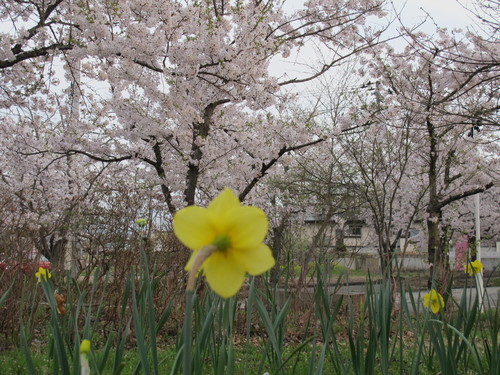 桜を求めて、春風を感じ、置賜自転車道をサイクリング！・・・４４_c0075701_23574667.jpg