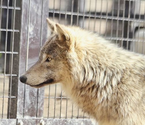 サブのキナコ 気まぐれｚｏｏ