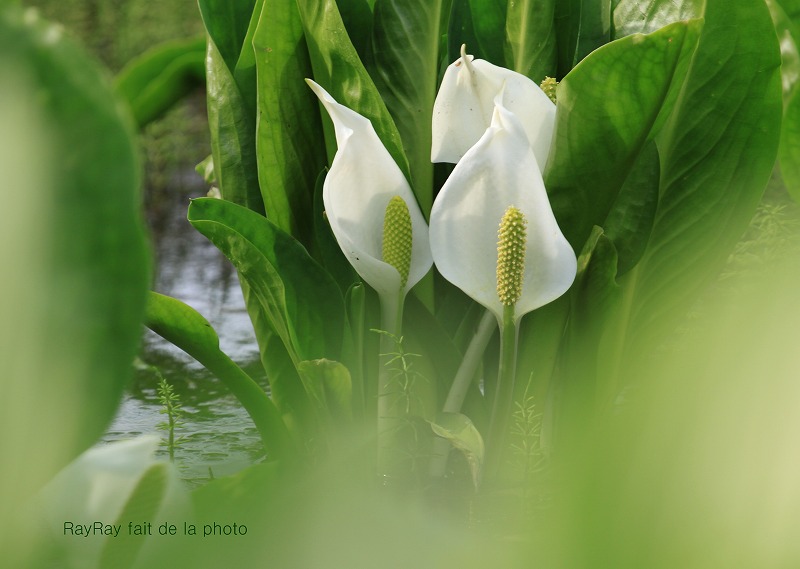 水芭蕉の宿_d0203503_222859100.jpg