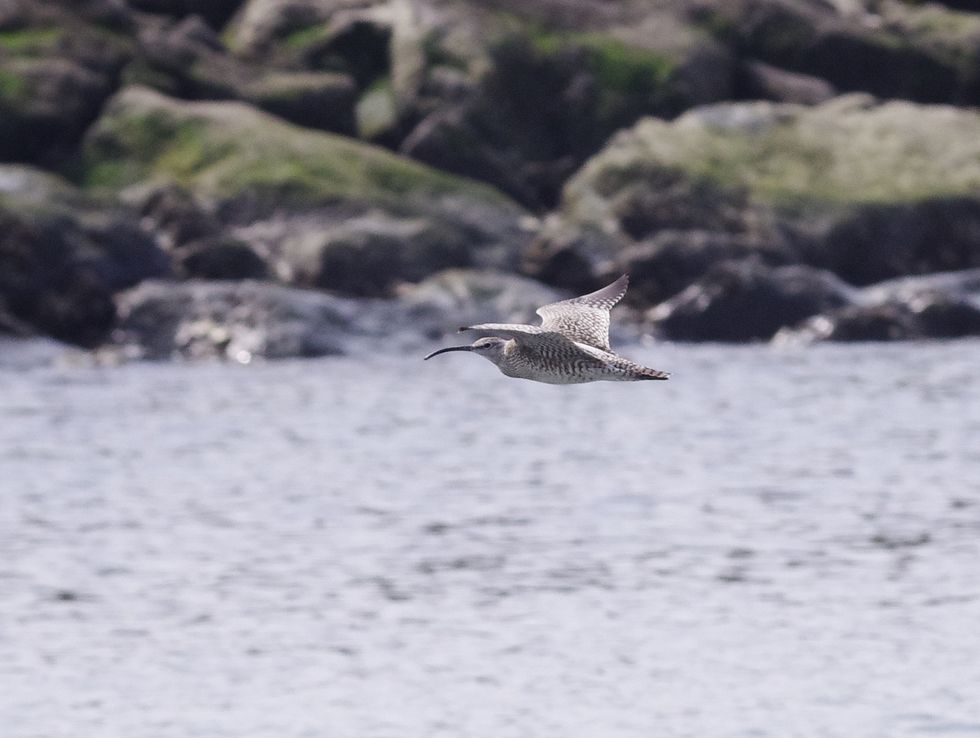 葛西臨海公園で鳥見三昧（４）：チュウシャクシギの蟹解体ショー_a0031821_22241340.jpg