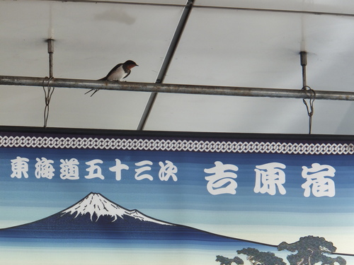 今年も帰ってきました。_b0093221_23295716.jpg