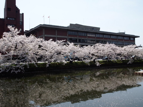 弘前公園桜20120501_b0147224_22375285.jpg