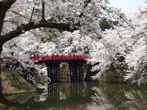 弘前公園桜20120501_b0147224_22402636.jpg