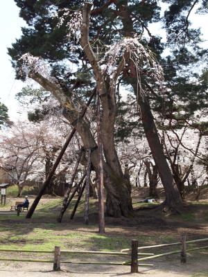 弘前公園桜20120501_b0147224_2241427.jpg