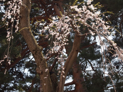 弘前公園桜20120501_b0147224_224275.jpg