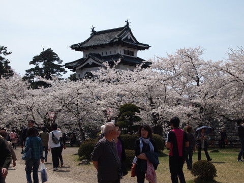 弘前公園桜20120501_b0147224_22442381.jpg