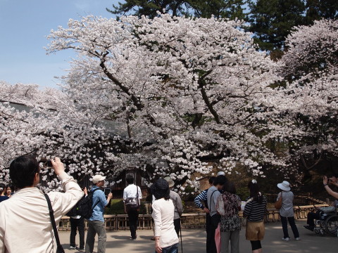 弘前公園桜20120501_b0147224_22513474.jpg