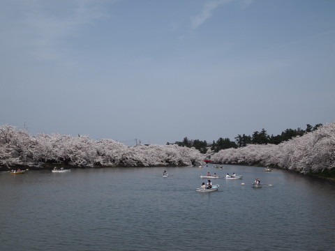 弘前公園桜20120501_b0147224_22545676.jpg