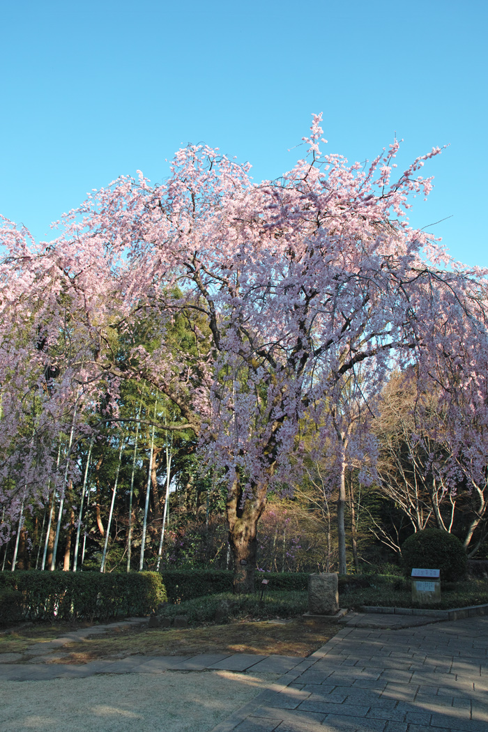 戸定邸の垂れ桜_c0223825_204155.jpg