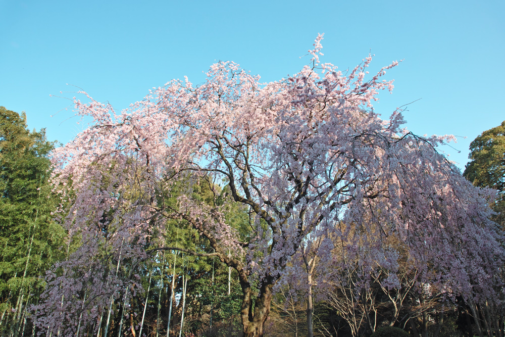 戸定邸の垂れ桜_c0223825_265251.jpg