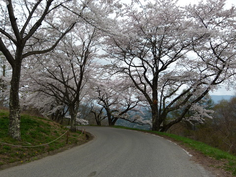 大峰高原　さくら　ちょーど見頃・・・_d0168027_1949520.jpg