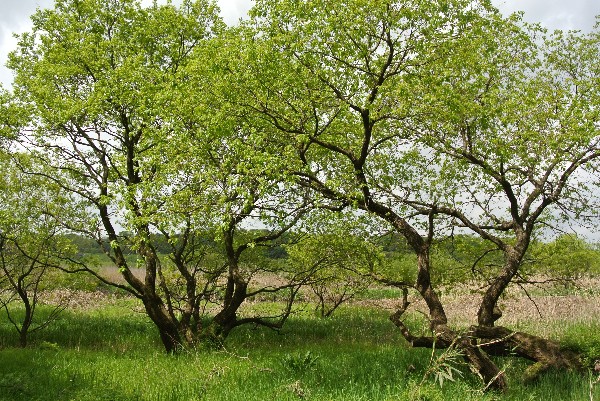 f0171028_17421361.jpg