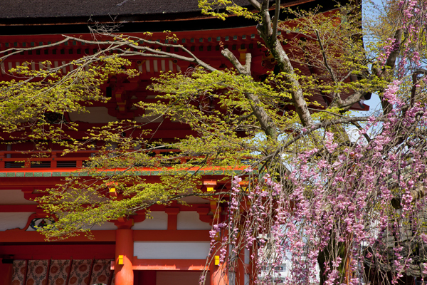 琵琶湖疎水と長等神社の桜_a0166729_238147.jpg