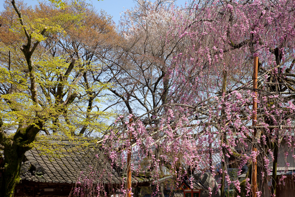 琵琶湖疎水と長等神社の桜_a0166729_2382375.jpg