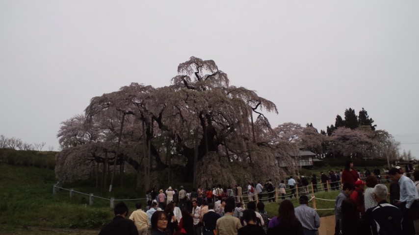 三春町の滝桜～！_c0213830_12352664.jpg