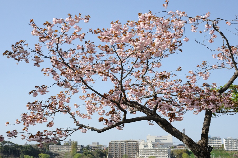 八重桜リベンジ_b0230131_6584692.jpg