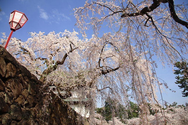 2012年5月1日の弘前の桜_e0168232_22211670.jpg