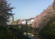 花見_c0097137_829452.jpg