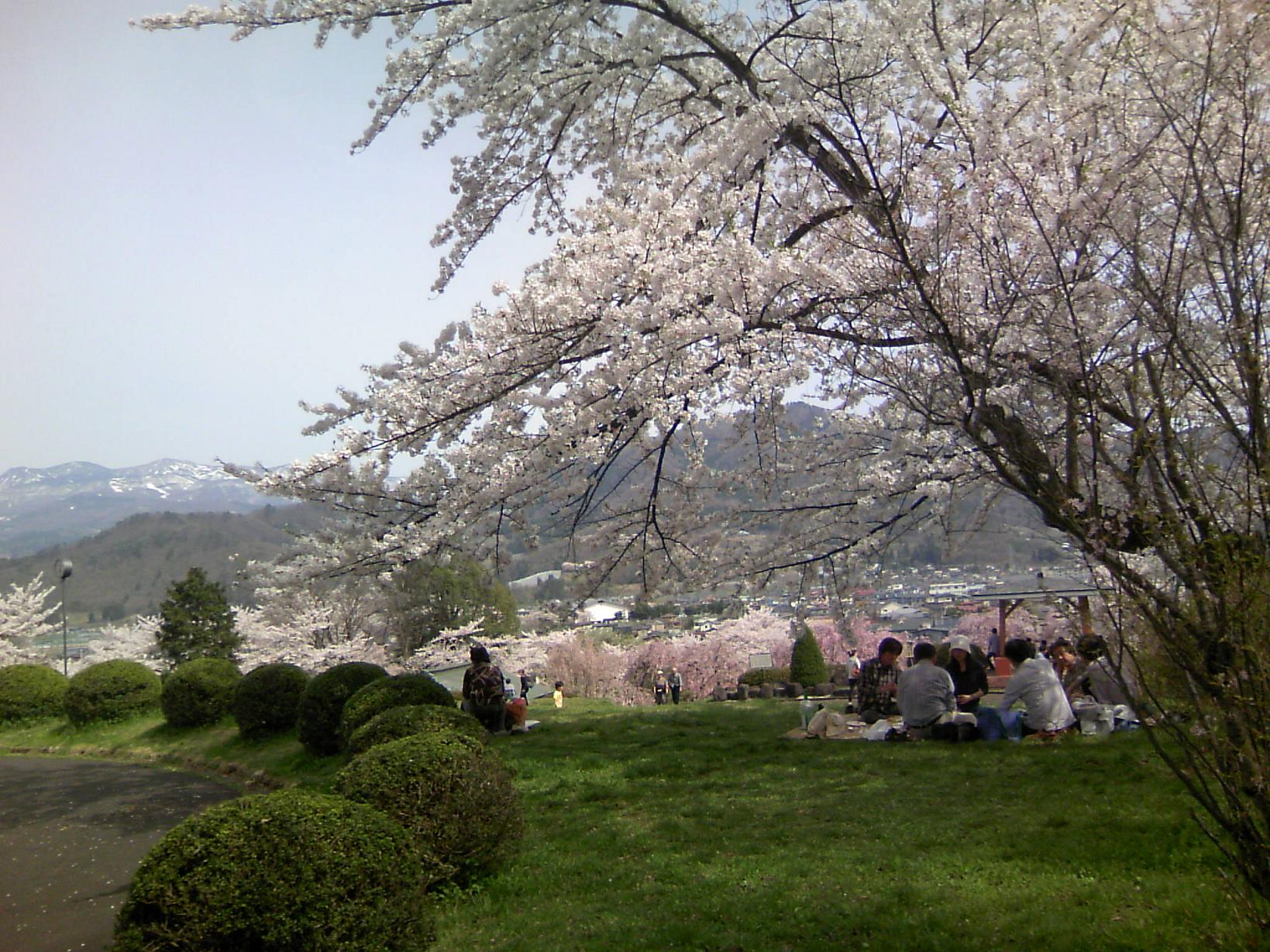 花見_c0097137_834109.jpg