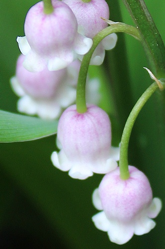 ピンク鈴蘭の花 おやすみ前の独り言