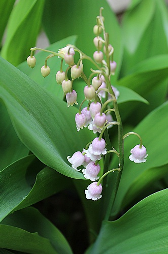 ピンク鈴蘭の花 おやすみ前の独り言 ピンク鈴蘭の花 おやすみ前の独り言