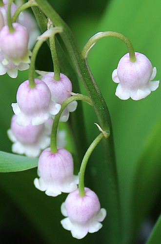 ピンク鈴蘭の花 おやすみ前の独り言 ピンク鈴蘭の花 おやすみ前の独り言