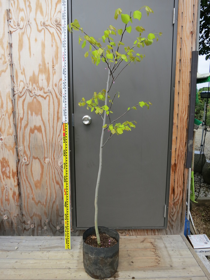 アメリカハナズオウ ハートオブゴールド 販売 画像 価格 庭木 安行 植木 シンボルツリー 田中園 Shop Tanakaen Jp Web Magazine