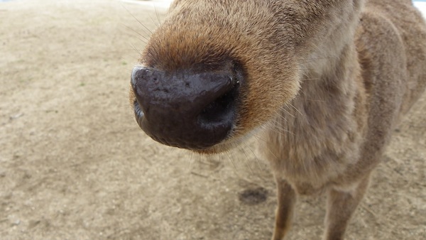 若草山の天辺では_d0027244_0453157.jpg