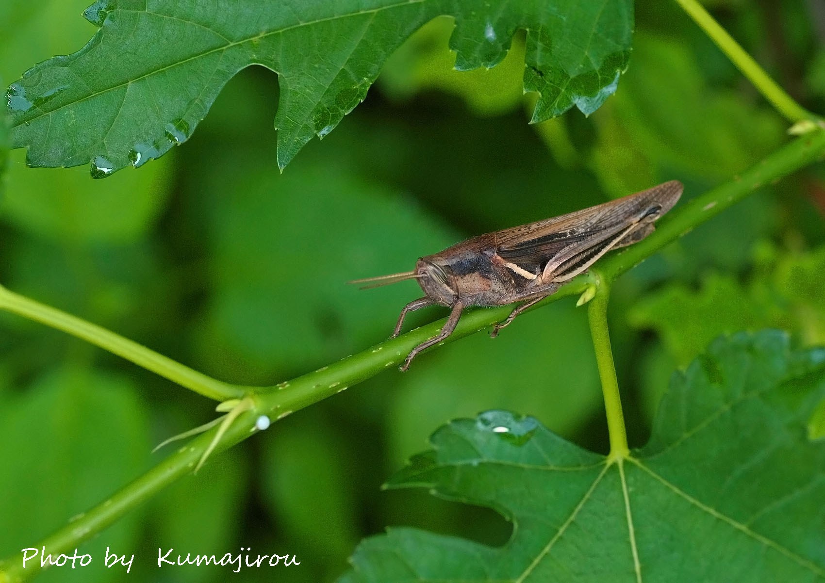 草の中より樹上がお好き アカアシホソバッタ くま次郎の やんばる日記