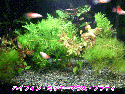 c0098148_847496.gif