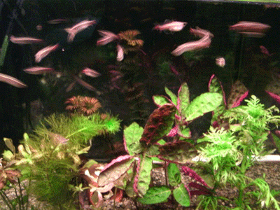 c0098148_8563838.gif