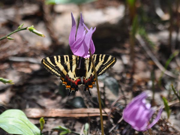 新潟のギフチョウ（吸蜜）と雪国の花_c0045352_16121339.jpg