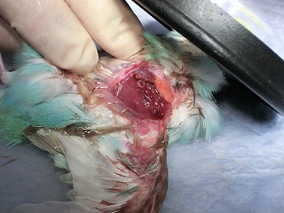 セキセイインコの手術_b0059154_19594872.jpg