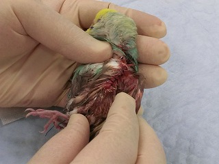 セキセイインコの手術_b0059154_209485.jpg