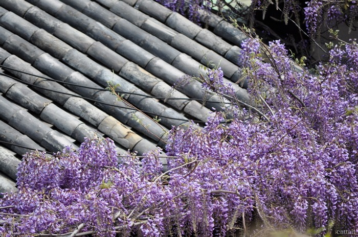 e0125762_0241337.jpg