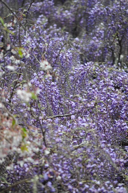 e0125762_057234.jpg
