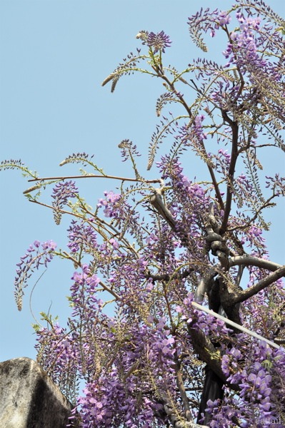 e0125762_17022.jpg